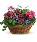 Simply Chic Mixed Plant Basket from Olney's Flowers of Rome in Rome, NY